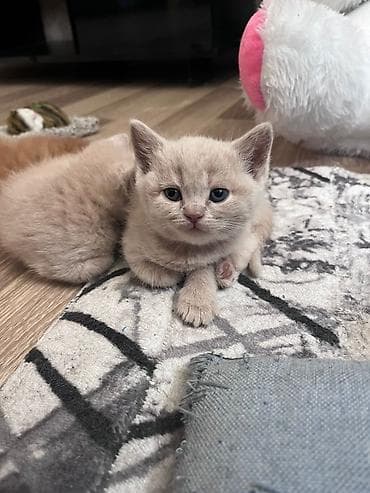 ana bala inək: Britan — 1