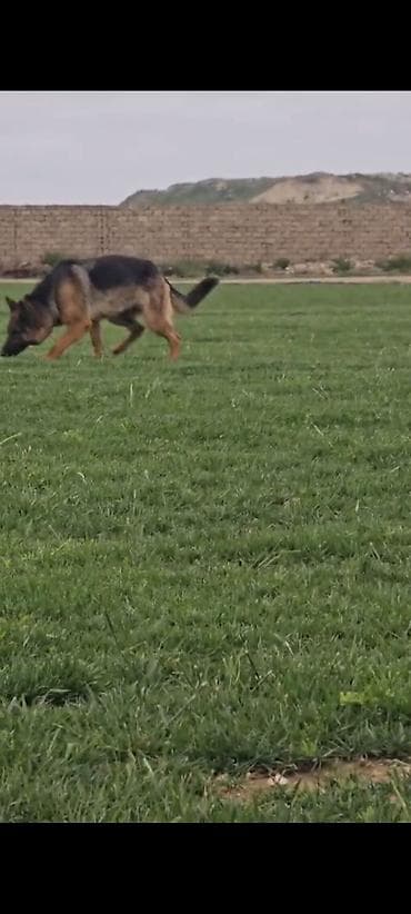 ev iti satilir: Salam temiz sort pasatkali dişidi cox kamandalari bilir hele dogmuyub — 3