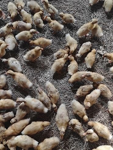 imisli yemi qiymeti: Salam, ciddi alıcılar əlaqə saxlasın, 16-17 günlük ördəklərdi sayı 300 — 4