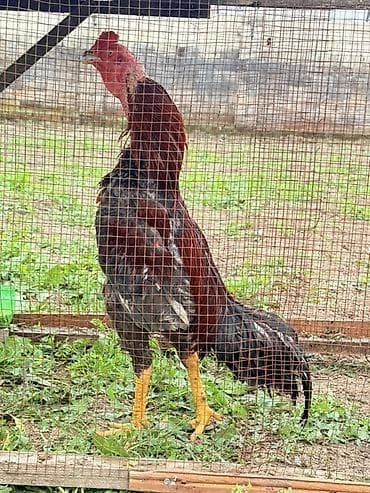 Endirim olacaq 0504641393 Məhsul: Uzunboylu oyun cinsli xoruz Təsvir — 3