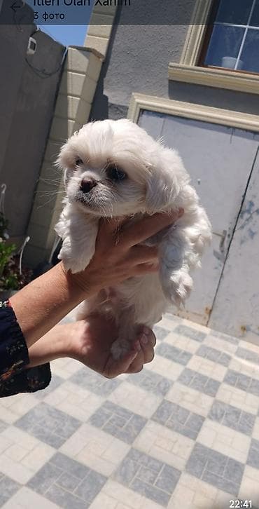 Pekines, 2 ay, Dişi lalafo.az -da Pekines, 2 ay, Dişi