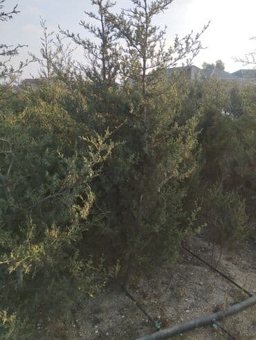 Bıçaqlar: Şam ağacı fidanları - Növ: Şam (iynəyarpaq, həmişəyaşıl) - Təyinat — 23