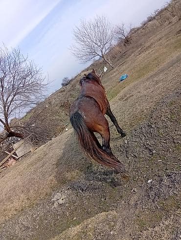 at: At satılır – yerli cins at - Rəng: tünd qonur (qara yallı və — 1