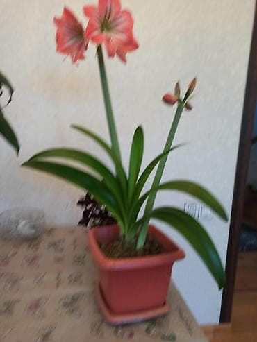 dekorativ bitkilər: Müxtəlif formalı yarpaqları olan dibçək bitkisi. Bəzi bitkilər iri — 2