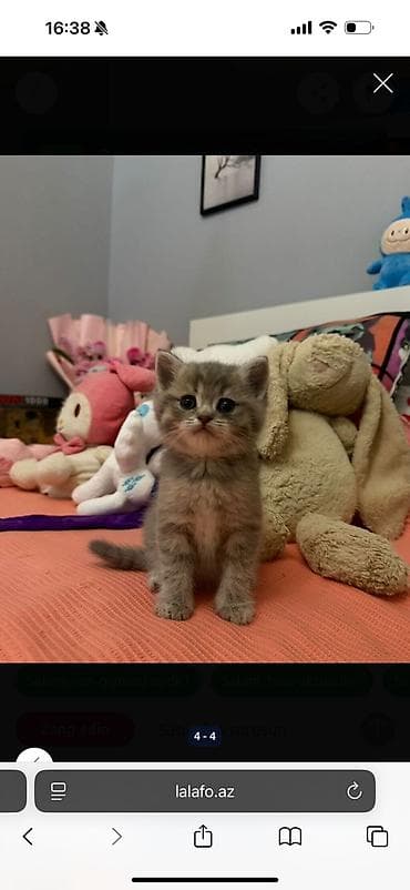 pisik paltari: Tabbi — 8