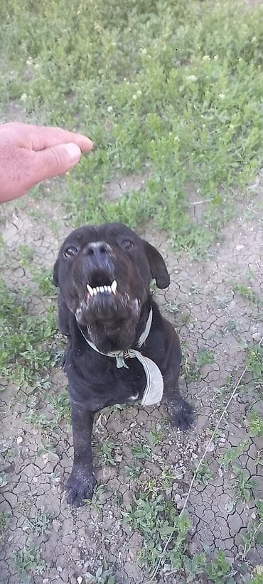 xacmaz heyvan bazari: Məhsul: Qara rəngli it (orta-böyük ölçü) Təsvir:salam erkəydi - Qısa — 1