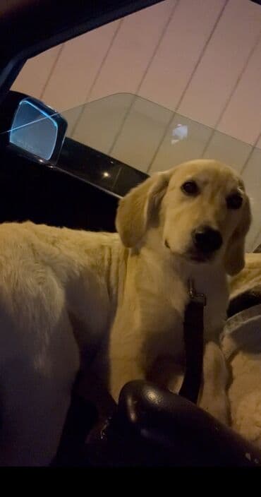 itlerin pulsuz verilmesi: Retriever — 5