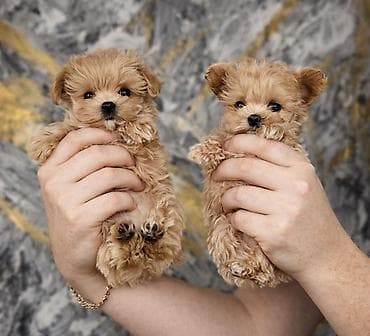 Sənədli, Pulsuz çatdırılma