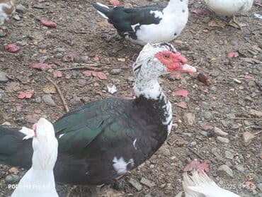 yerli inək cinsləri: Salam Aleykum Cavan ördeklerdi Bu ilin fevral ayında çıxanlardı.öz — 1