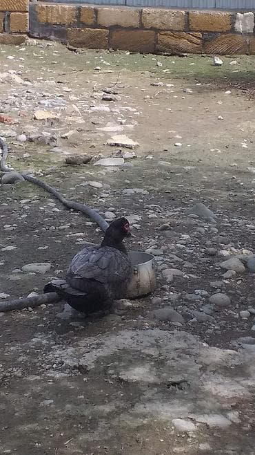 sumqayıtda toyuq satışı: Dişi, | Lal ördək, Damazlıq, Ödənişli çatdırılma — 1