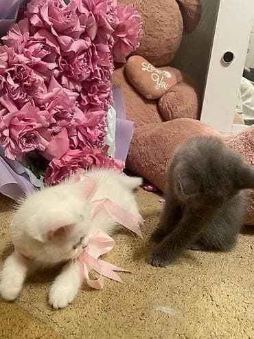 ev heyvanlari satisi: Britan — 8