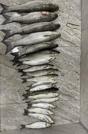 baliğ: Krucokla tutulub svejidi 1kg 8azn təmizlənmis Balaca 1kg-6azn Məhsul — 1