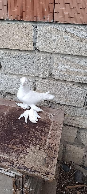 Təmiz ağ kəkili
