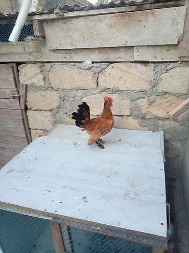 barter itlə: Toyuq, Damazlıq — 2