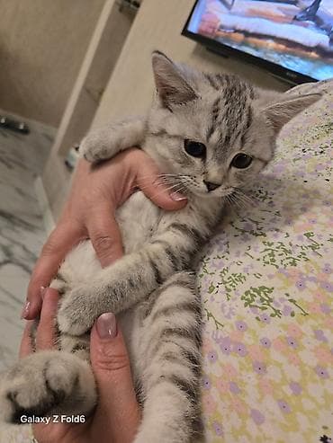 pişim: Britan, Pulsuz çatdırılma — 8