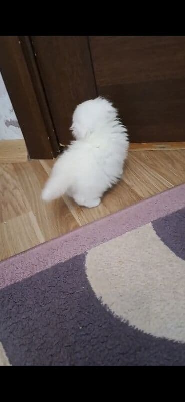 чобан ити: Шиншилла, Самец, Самка — 5