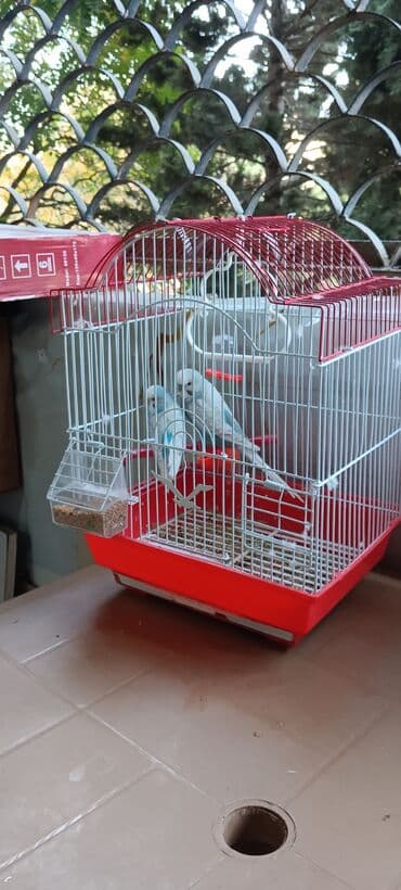 доска объявлений птицы: Quşlar qəfəs qarışıg — 2