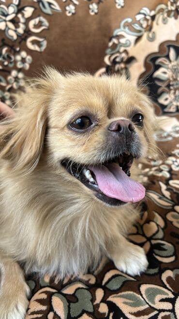 отдам собаку в хорошие руки: Пекинес, 2 года, Самка — 1