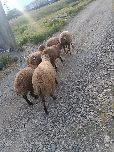 qoclar: Qurbanliq quzular 6 ədədi böyuk buynuzlu satilmir 2 erkəy 4 dişi kom — 5