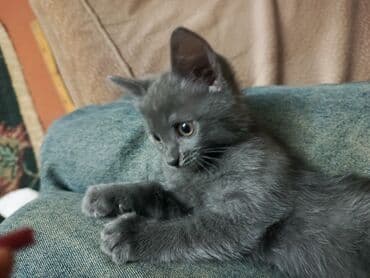 pisiklere qurd dermani nece verilir: Boz rəngli balaca pişik balası Salam. bu ayın 11i 4 cü ayına — 6