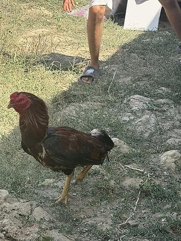 heyratı pleymut: Məhsul: Xoruz (yerli cins) Təsvir:salam hərkəsə heyratı xoruzdu 90 — 3