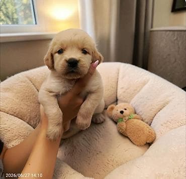 Labrador-retriver, 2 ay, Dişi — 2
