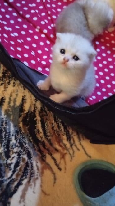 отдам в хорошие руки котят: Шиншилла, Самец, Самка — 7