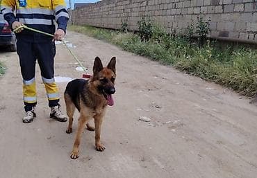 it cinsleri: Alman çoban iti, 2 il, Dişi, Ödənişli çatdırılma — 3