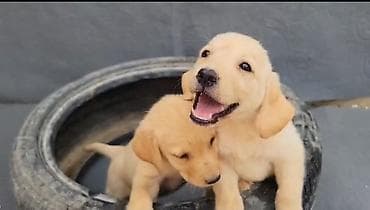 Labrador-retriver, 2 ay, Peyvəndli, Ünvandan götürmə