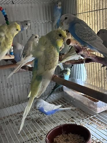 qus yuvasi satisi: 17 azn — 1