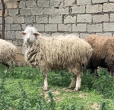 Digər heyvanlar: Dişi Quzular satılır sağlam damazlıq heyvanlardı qiymət 250 manat — 2