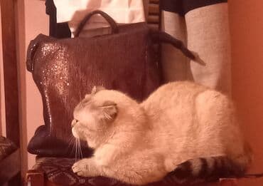 американский вислоухий кот: Шотладская вислоухая, Самка, В добрые руки, Самовывоз — 1