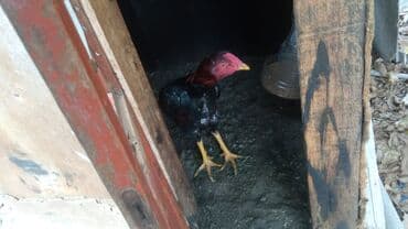 toyuga verilen adlar: Toyuq cücələri, Ətlik — 4