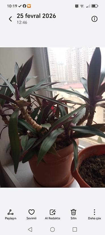 Bitki dərmanları: Indoor ornamental plant – Tradescantia spathacea (Moses-in-the-cradle) — 1