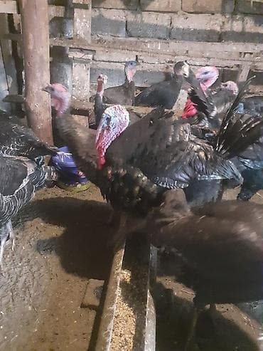 tovuz qusu satilir: Amerika Bronzo.Təmiz qan .Super ətlik və damazlıq cinsdir.Mayalı və — 2