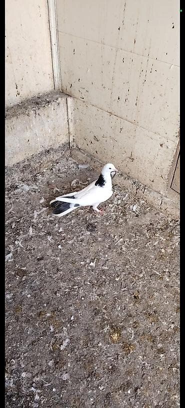 adana goyərcin: Mayadi 10 manat — 1