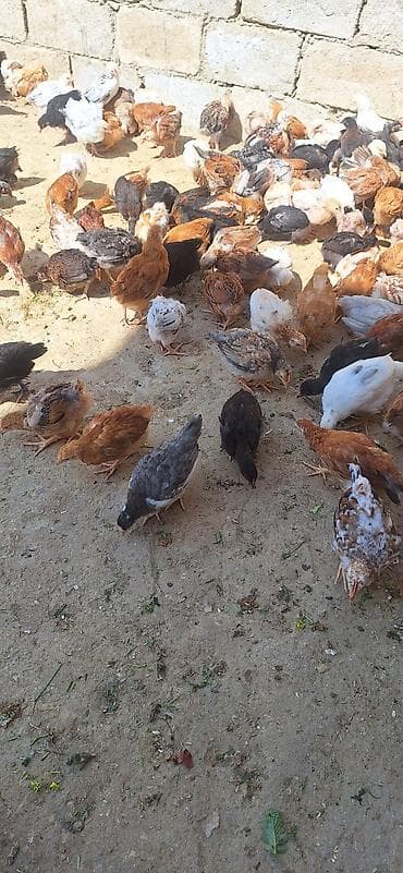 Cücələr: Toyuq cücələri, Damazlıq — 5