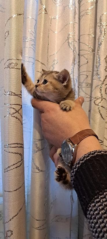 отдам в добрые руки: Şirin balaca pişik yastıqlı bənövşəyi hədiyyə səbətində - Cins: ev — 4