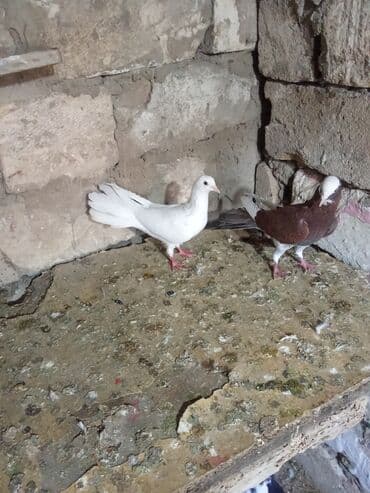 ördək yumurtası satışı: Tam sağlam heyvanlardi tutulmalardi — 7