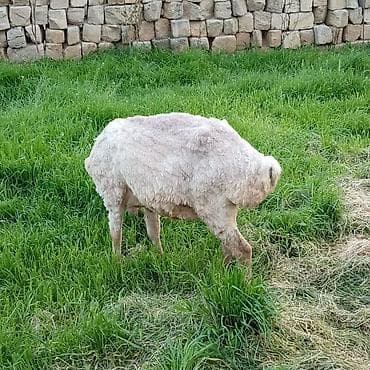 Ətlik qoyunlar təcli satılır