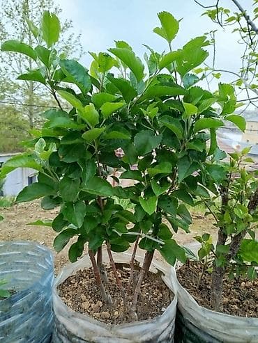 Şitillər: Dibçəkdə 3 ədəd cırtdan alma ağacı fidanı,boyu 1,5 mt-ə kimi — 1