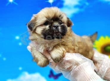 qurd basan: Pekines, 2 ay, Erkek, Peyvəndli, Ödənişli çatdırılma — 1