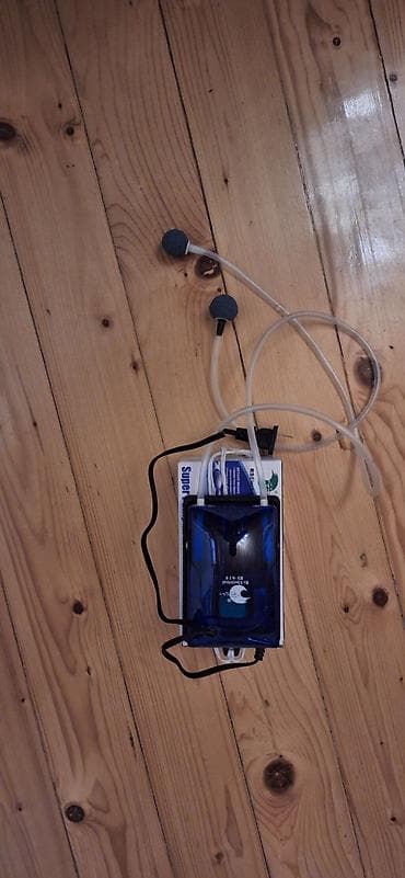 Pişiklər: Cixlid balığı, Yırtıcı, Pulsuz çatdırılma — 9