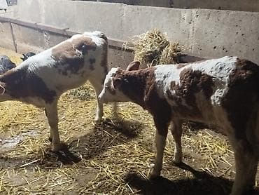 Рогатый скот: Salam. Sağlam, təmiz simmental buzovlardir. Başqa buzovlarda var — 3