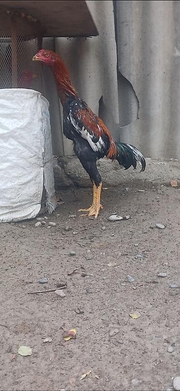 Heyratı beçə satılır 6 aylıqdı çox viddi dik duruşlu stoykalı beçədi