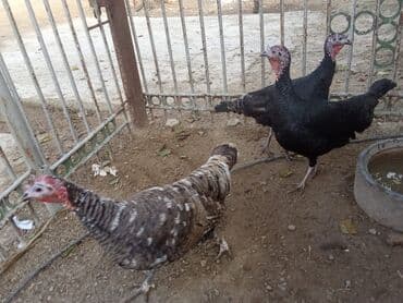 Hind quşları – qara və boz rəngli - Şəkillərdə görünən sağlam hind — 6