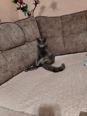 Rus mavi, Yaxşı əllərə — 4