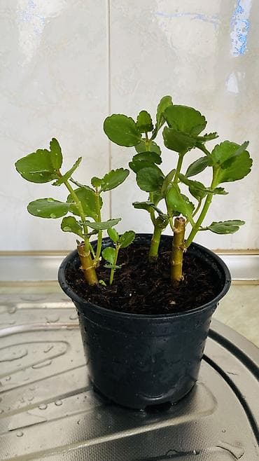 son zeng gulleri: Kalanxoe (Kalanchoe blossfeldiana) – saksı bitkisi - Rəngli, çoxlu — 4