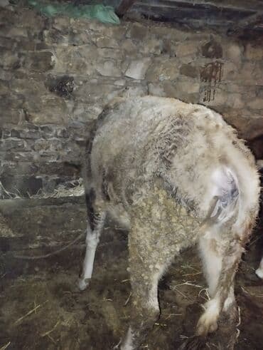 Toyuqlar: Dana, buzov, Erkək, ay: 6, Ətlik — 4
