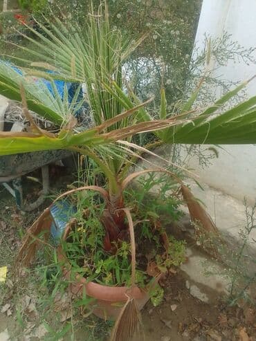 banan agaci: Vaşinkton palmaları satılır say çoxdur buyrun daha ətraflı zəng eləyin — 9